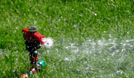 person watering flowers